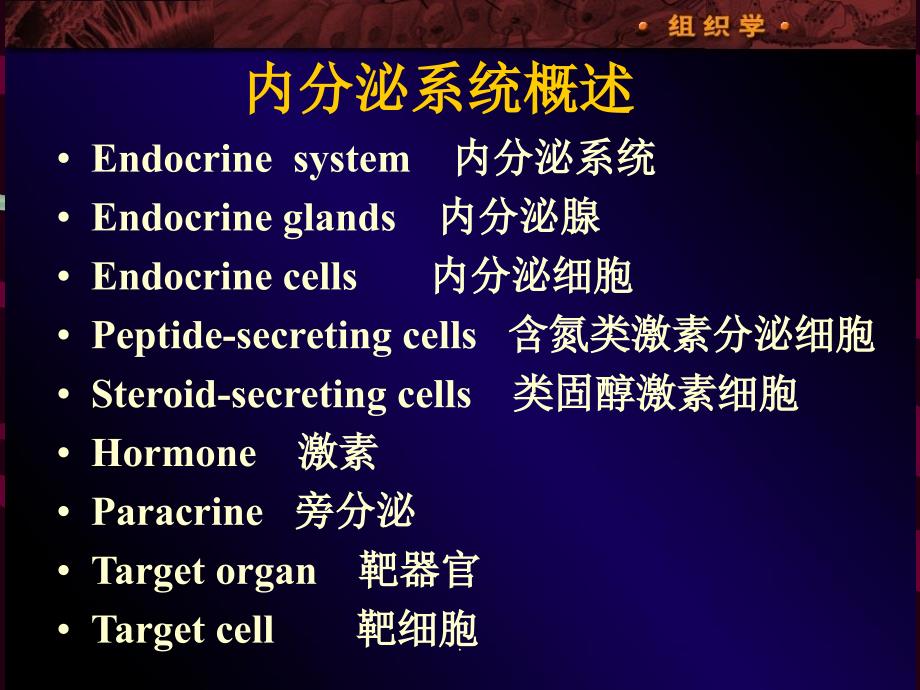 内分泌系统双语_第3页