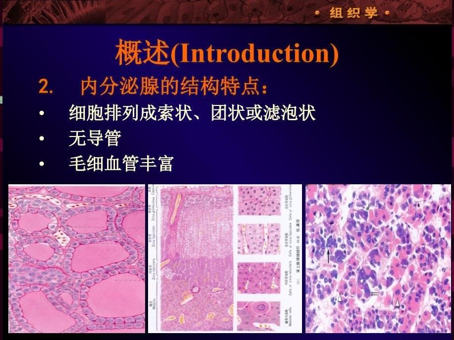 内分泌系统双语_第5页