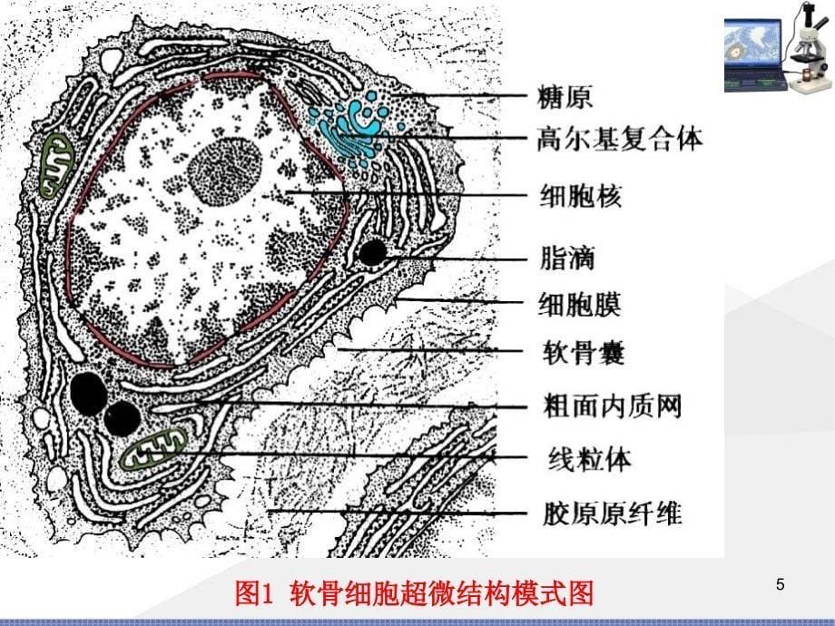 软骨与骨最新PPT课件_第5页