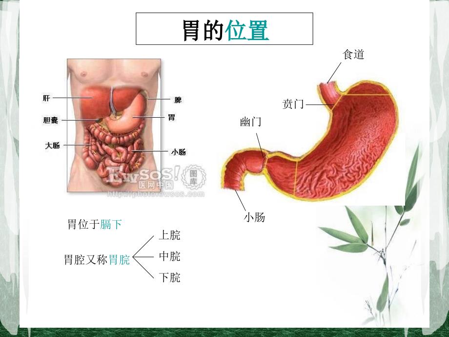 《胃中医基础理论》PPT课件_第3页