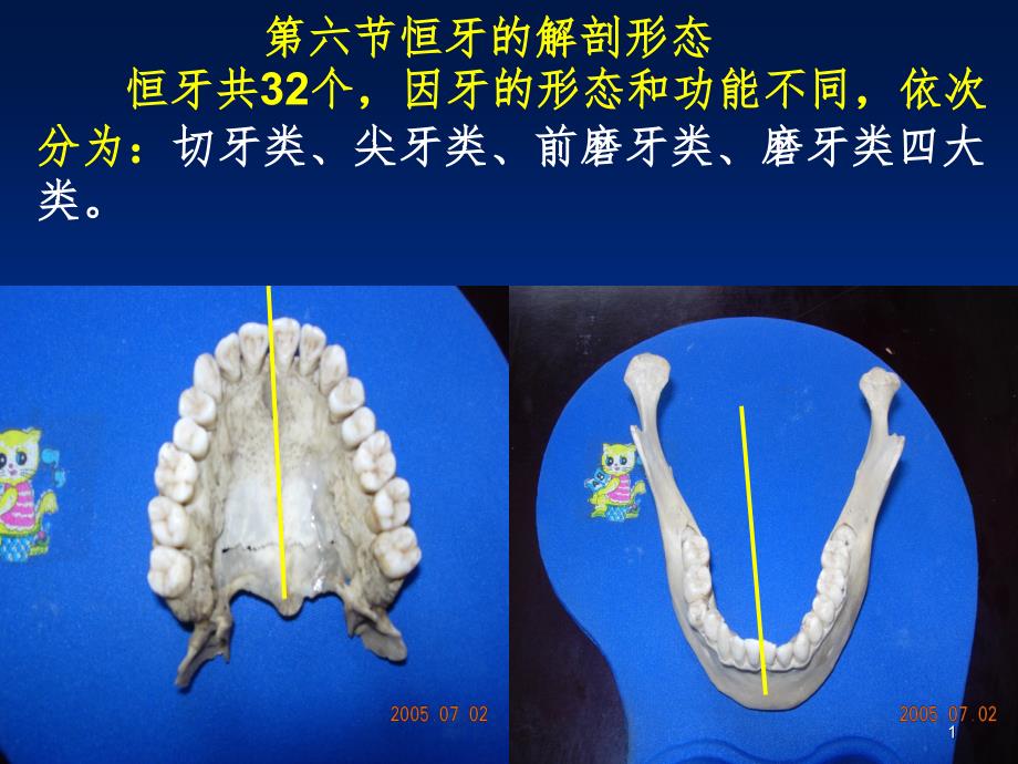 口腔切牙解剖形态PPT精品文档_第1页