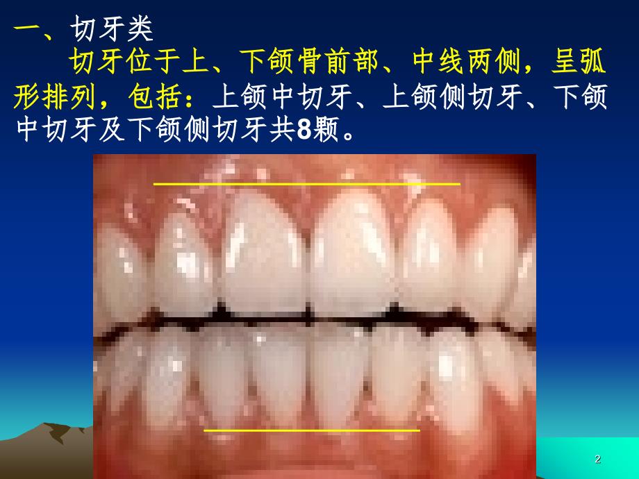 口腔切牙解剖形态PPT精品文档_第2页