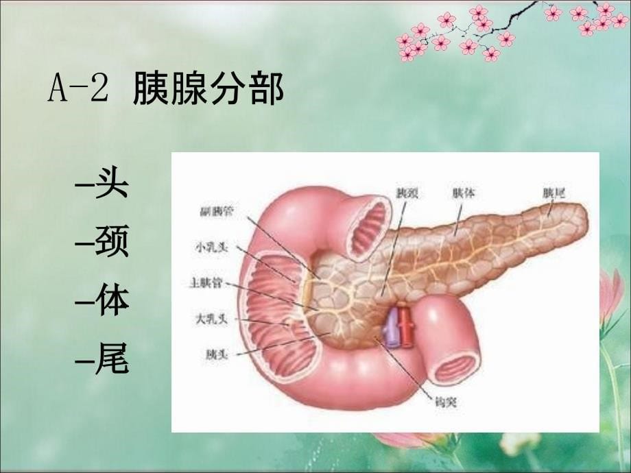 胰头癌影像学表现_第5页