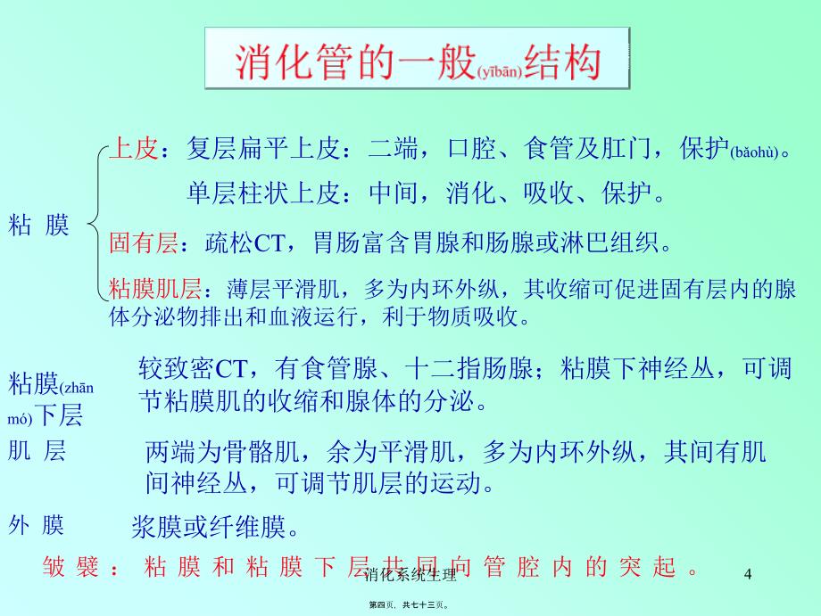 消化系统生理课件_第4页