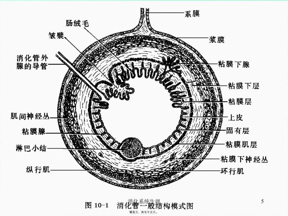 消化系统生理课件_第5页