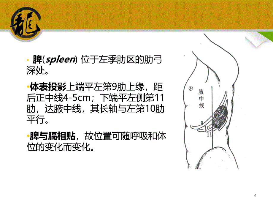 推荐精选脾切除术的手术配合_第4页