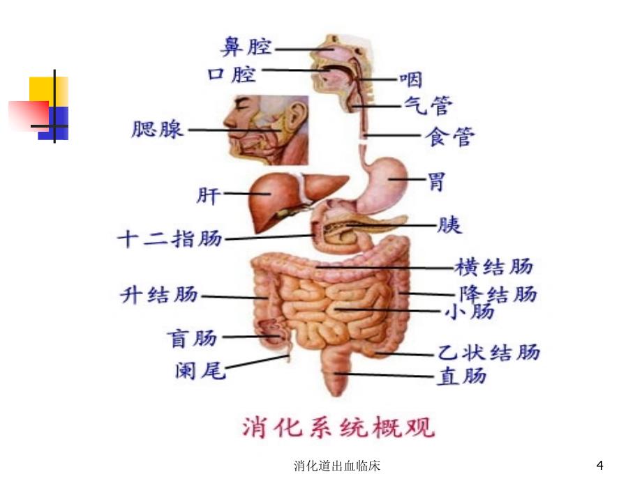 消化道出血临床课件_第4页