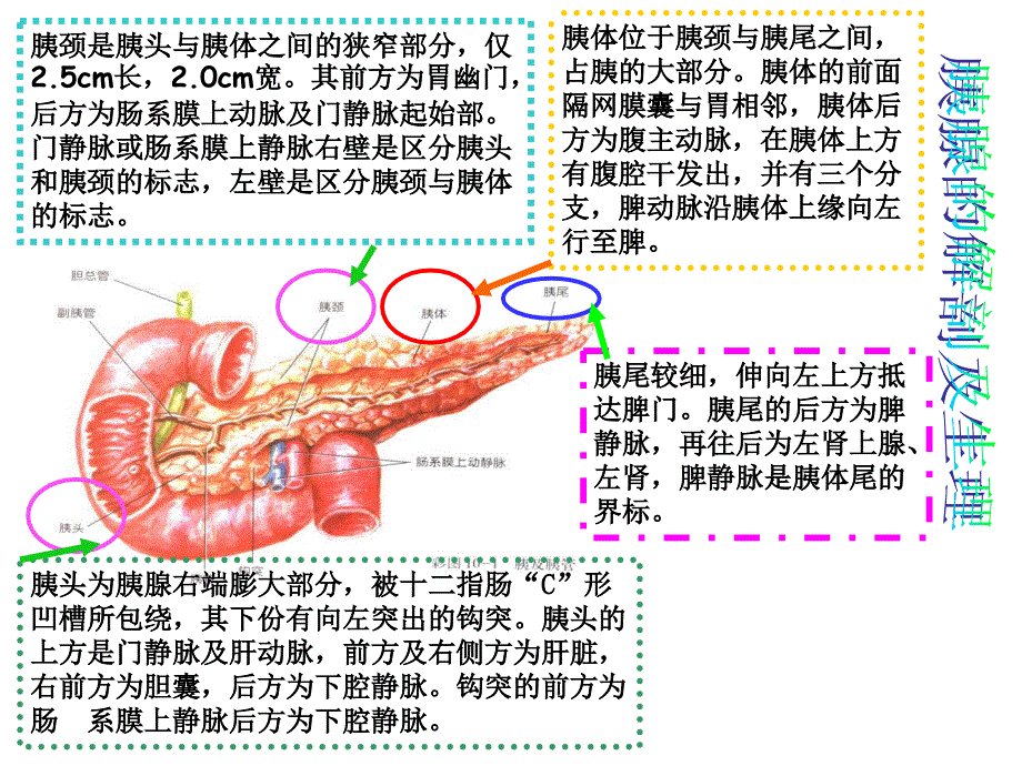 第五节胰腺癌病人的护理_第4页