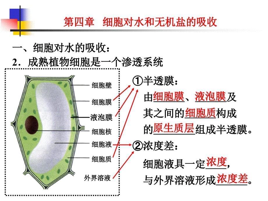 细胞的新陈代谢-水和无机盐的吸收.ppt_第5页