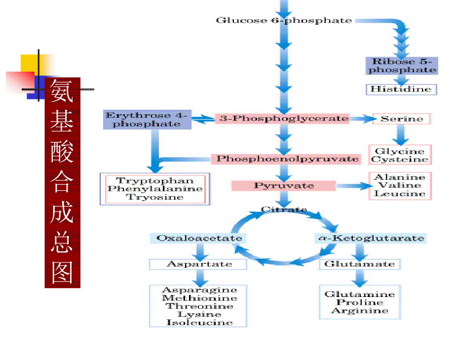 氨基酸的生物合成PPT课件_第3页