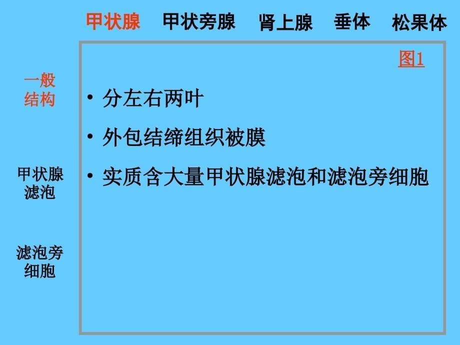 组织胚胎学13内分泌系统_第5页