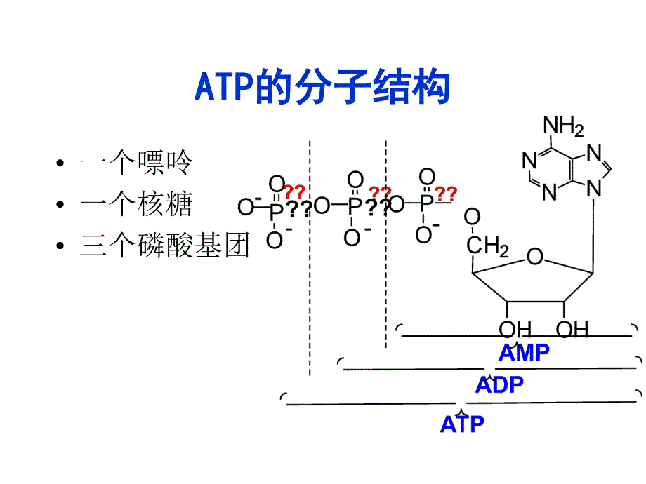 磷酸原代谢与运动_第4页