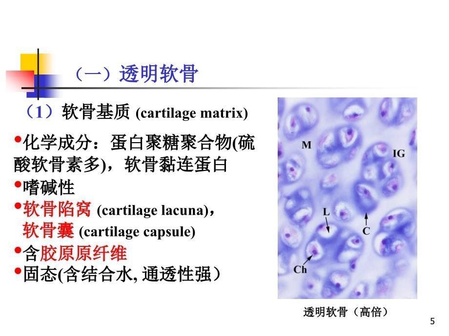 推荐精选组织学软骨和骨_第5页