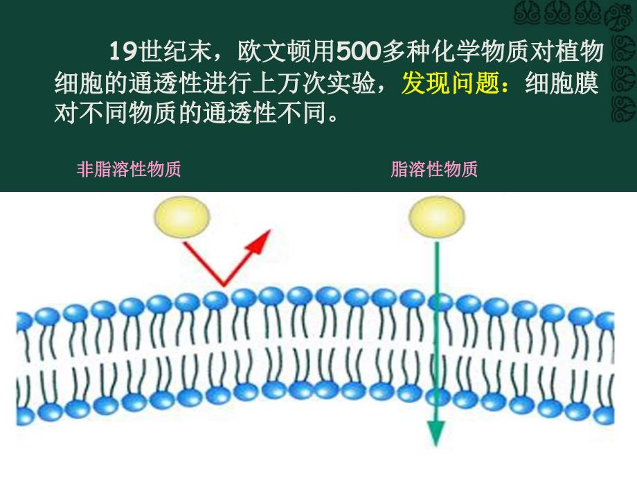 42流动镶嵌模型_第4页