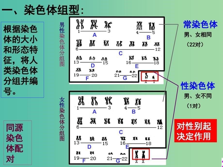 2019高中生物第二章染色体与遗传2.3.1性染色体和伴性遗传的概念课件浙科版必修2 .ppt_第5页