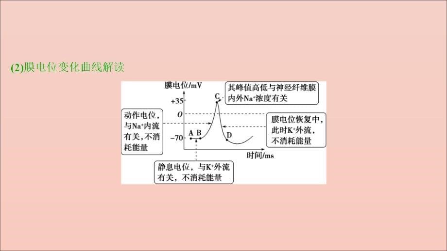 （选考）2021版新高考生物一轮复习 加强提升课（6） 膜电位测定及相关的实验探究课件 新人教版_第5页