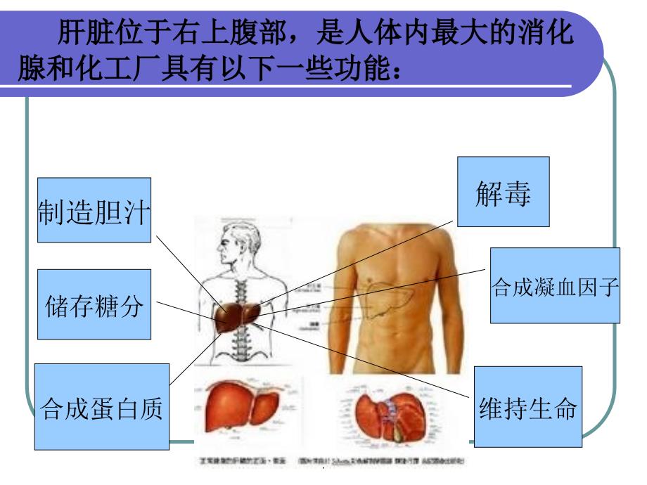 乙肝健康教育_第2页