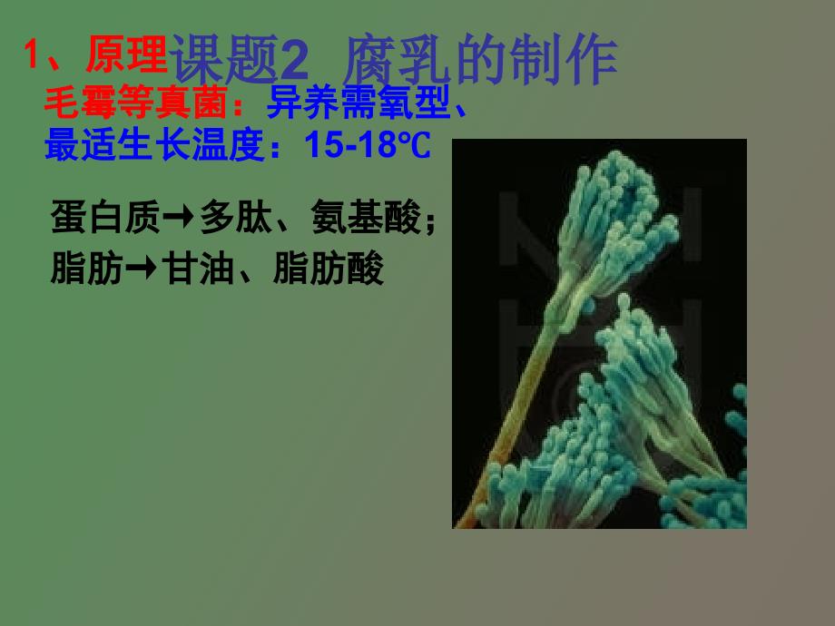 腐乳与泡菜的制作_第1页