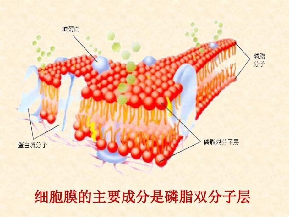 《细胞中的脂质》PPT课件.ppt_第5页