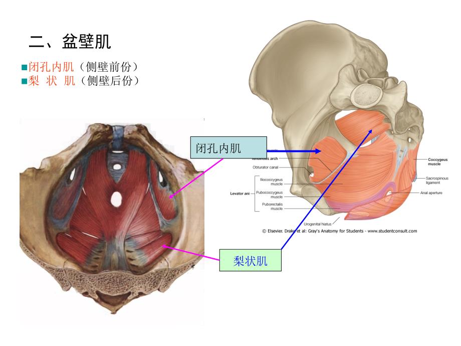 局部解剖盆部与会阴_第3页