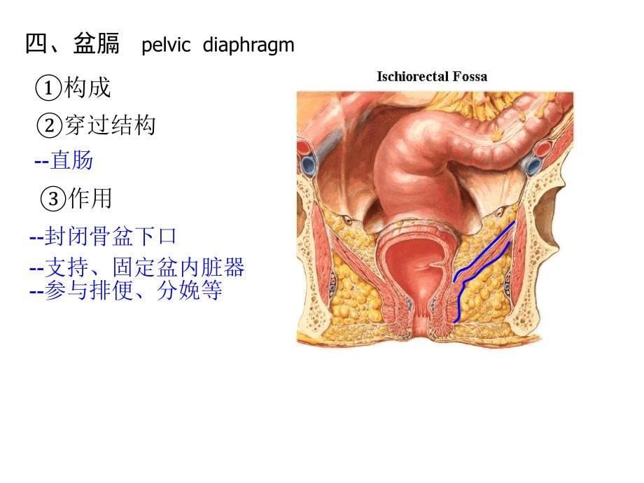 局部解剖盆部与会阴_第5页