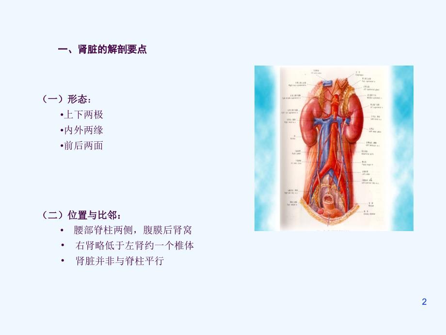 正常肾脏的超声诊断ppt课件_第2页