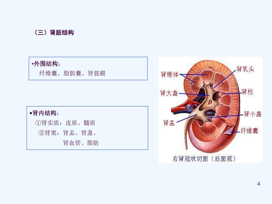 正常肾脏的超声诊断ppt课件_第4页