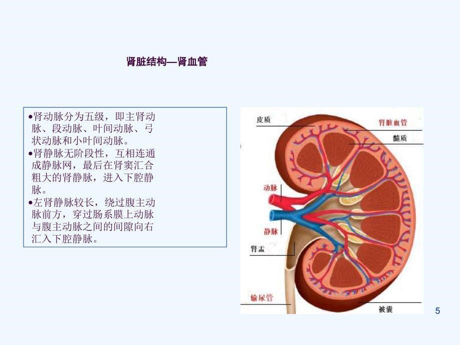 正常肾脏的超声诊断ppt课件_第5页