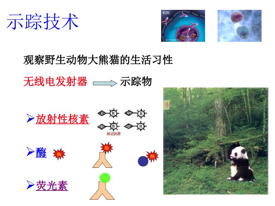 核医学第4章放射性核素标记化合物_第2页