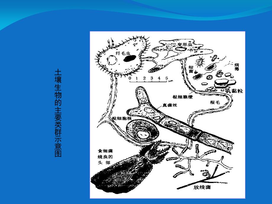 土壤微生物的地位和作用_第4页