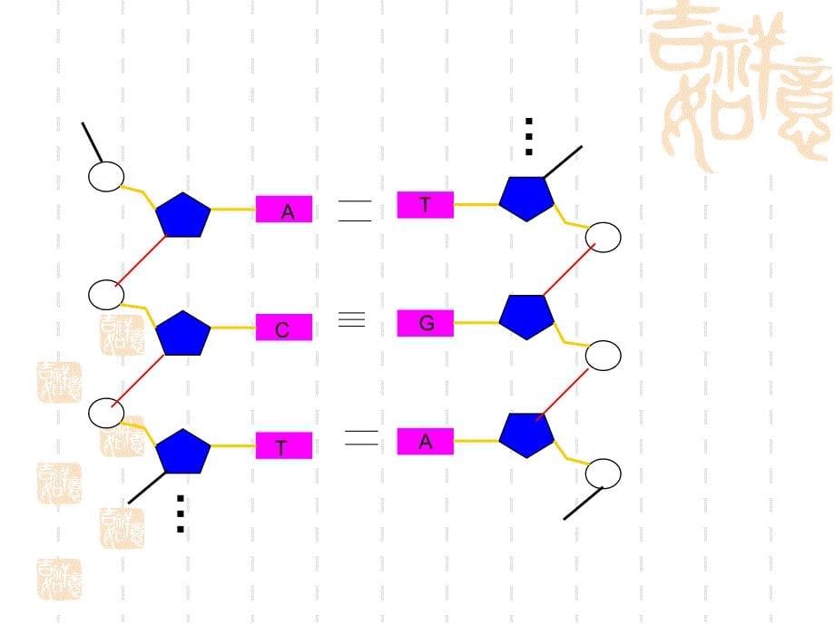 DNA的分子结构和复制_第5页