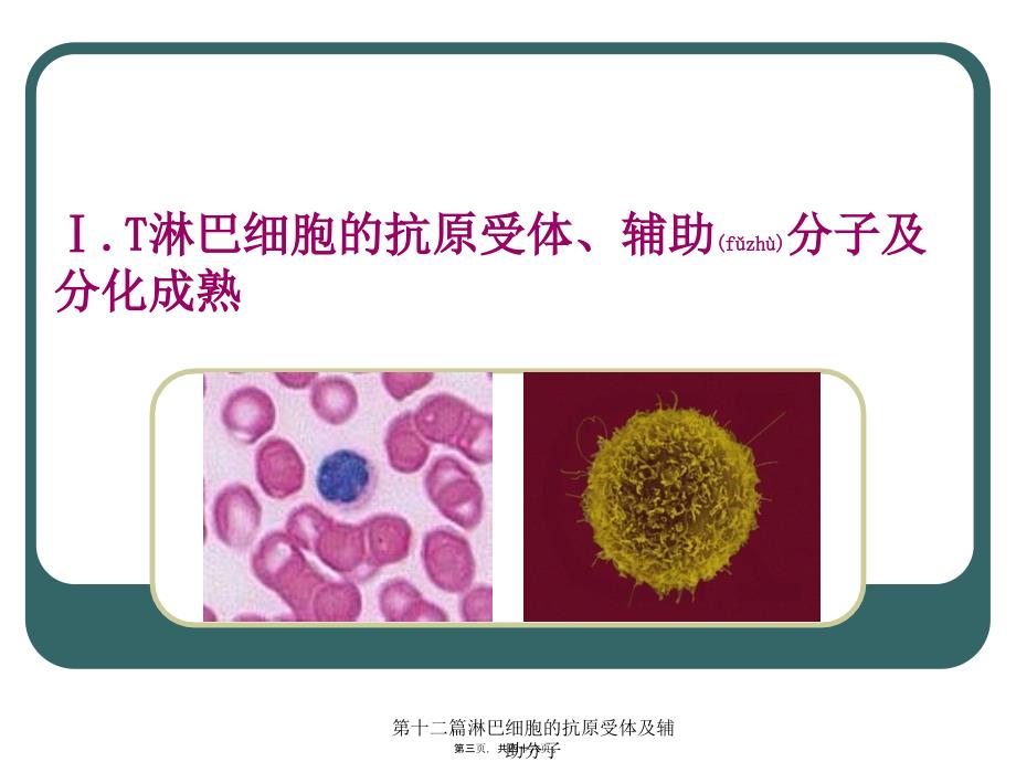 第十二篇淋巴细胞的抗原受体及辅助分子课件_第3页