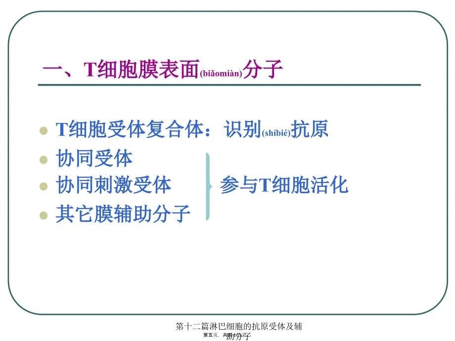 第十二篇淋巴细胞的抗原受体及辅助分子课件_第5页