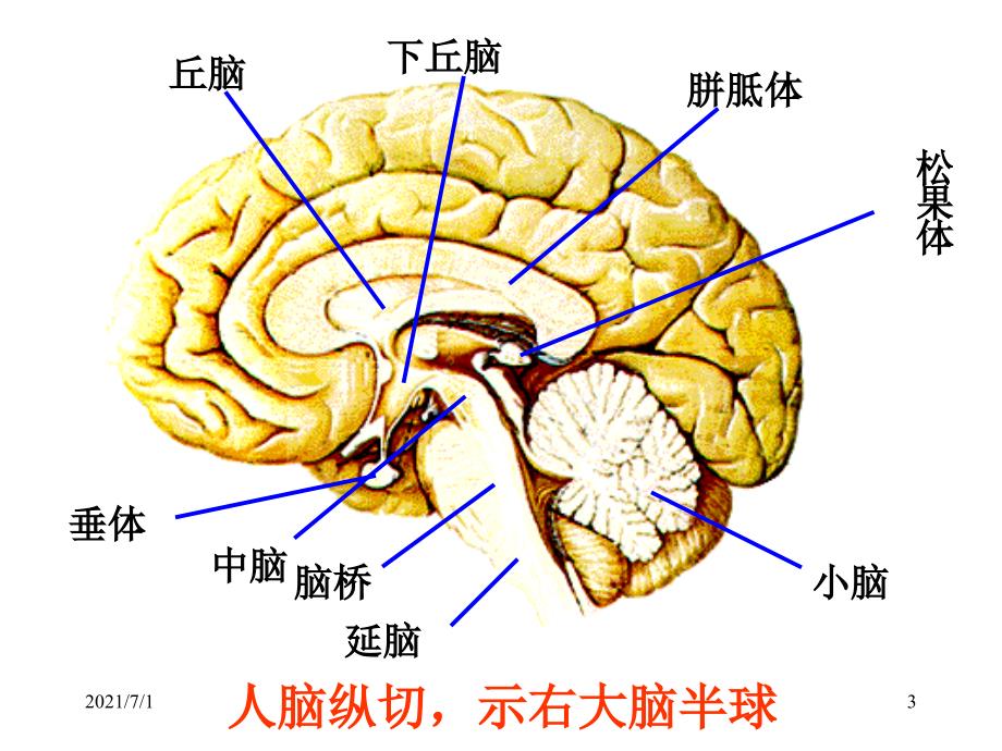 脑结构与功能_第3页