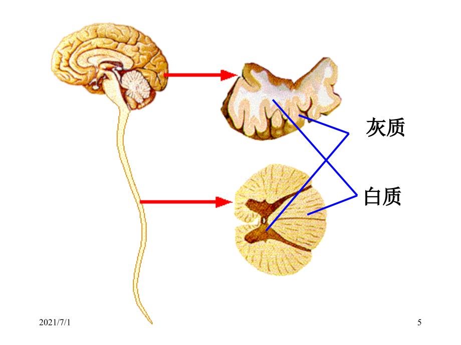 脑结构与功能_第4页