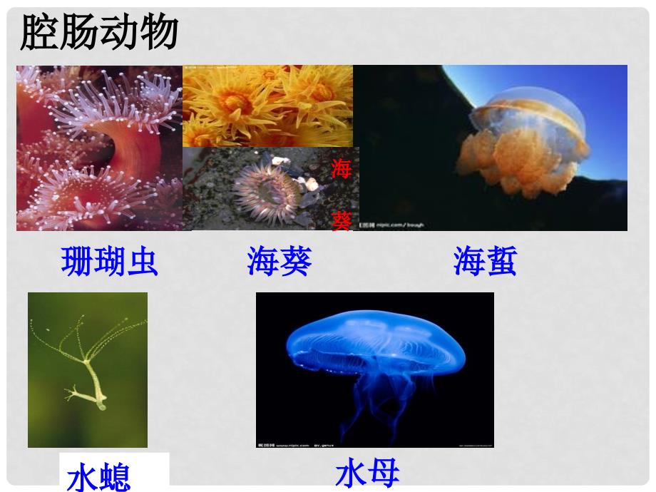 八年级生物上册 第五单元 第一章 动物的主要类群复习课件 （新版）新人教版_第3页