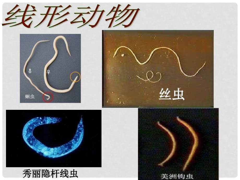 八年级生物上册 第五单元 第一章 动物的主要类群复习课件 （新版）新人教版_第5页