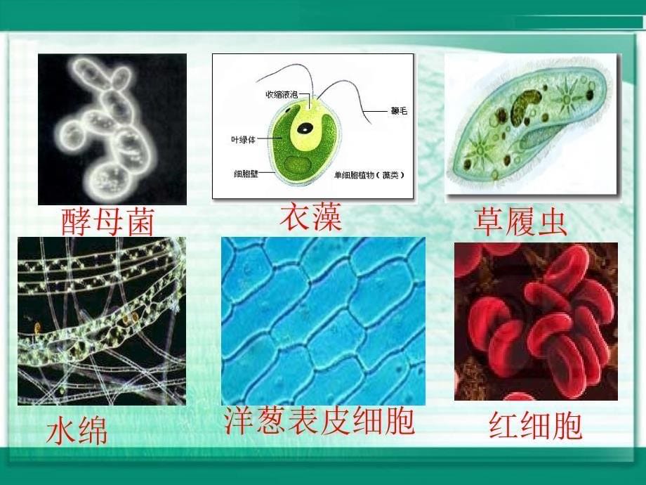 高中生物《细胞的多样性和统一性》课件一（26张PPT）（新人教版必修1）_第5页