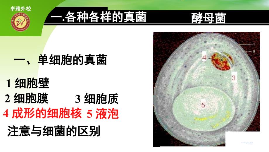 第四节细菌和真菌有自然界中的作用_第2页