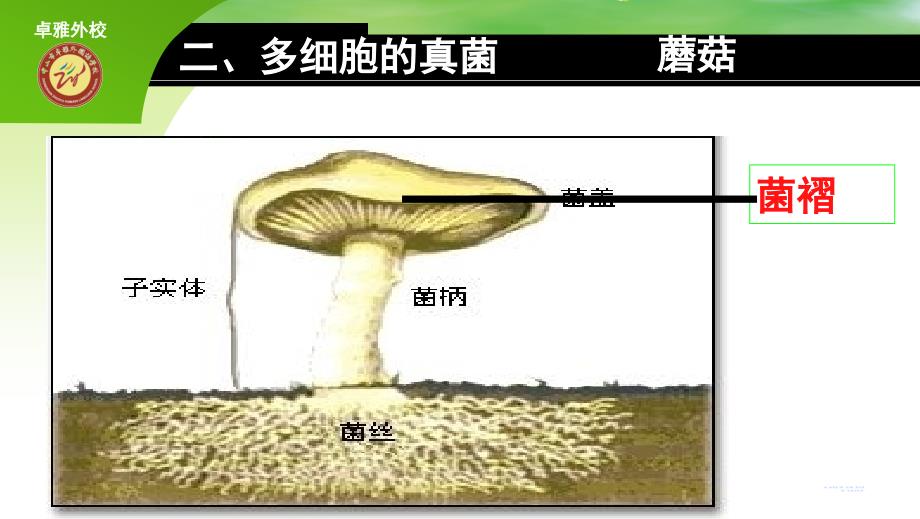 第四节细菌和真菌有自然界中的作用_第3页