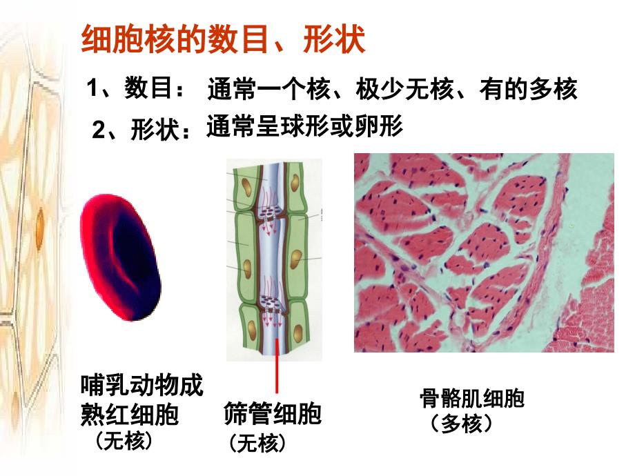 细胞核—-系统的控制中心(上课用)_第2页