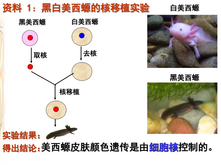 细胞核—-系统的控制中心(上课用)_第4页