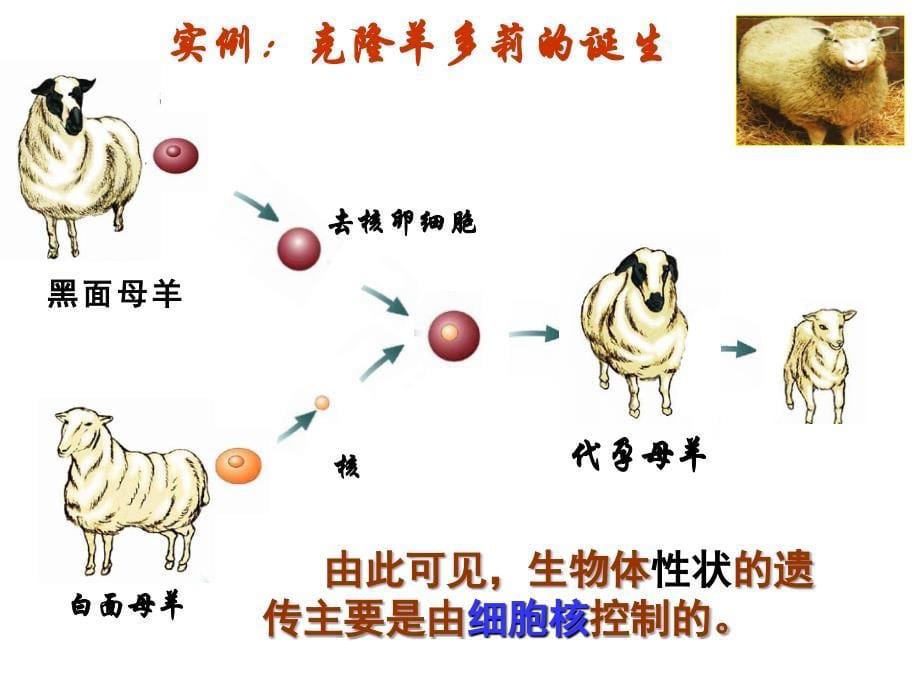 细胞核—-系统的控制中心(上课用)_第5页