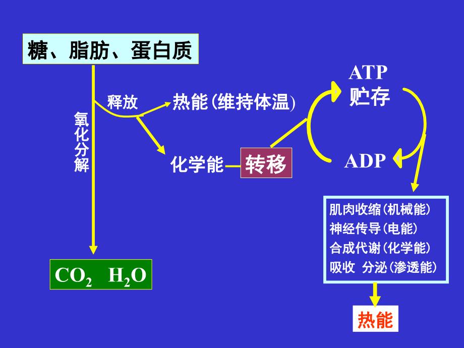 能量代谢和体温.ppt_第4页