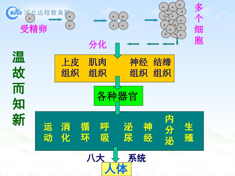 植物体的结构层次_第2页