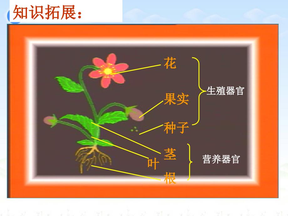 植物体的结构层次_第4页