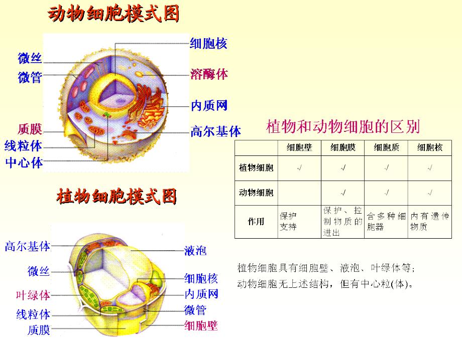 最新02动物的细胞PPT文档_第1页