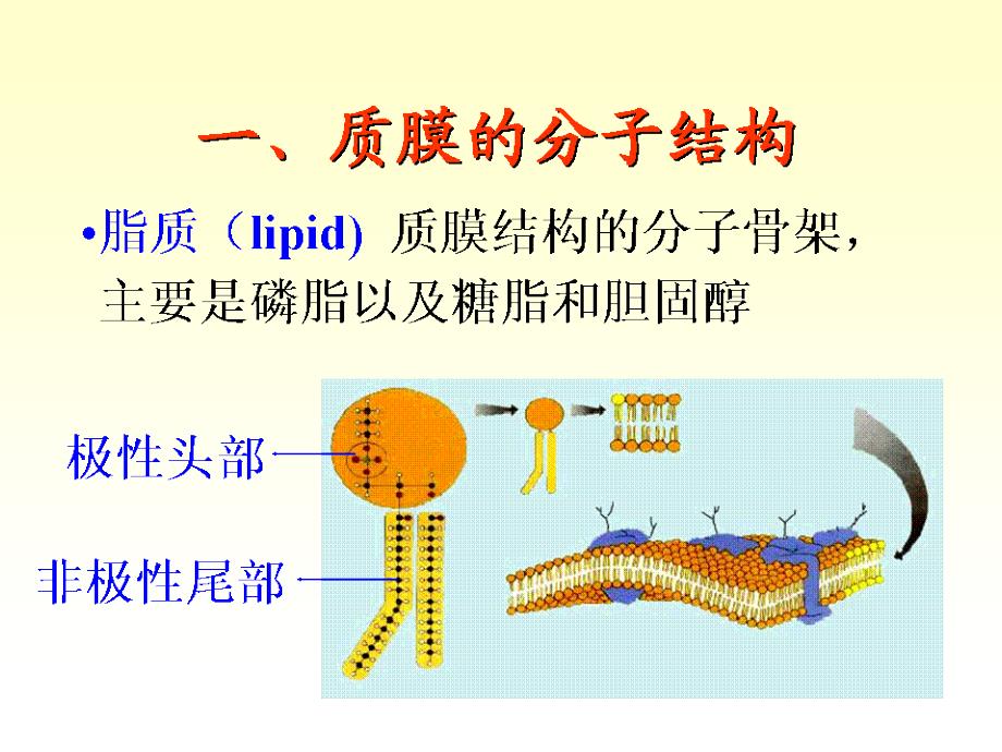 最新02动物的细胞PPT文档_第3页