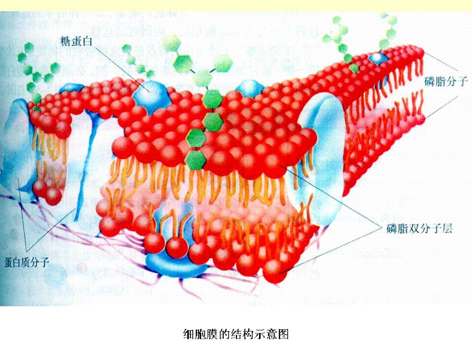 最新02动物的细胞PPT文档_第4页