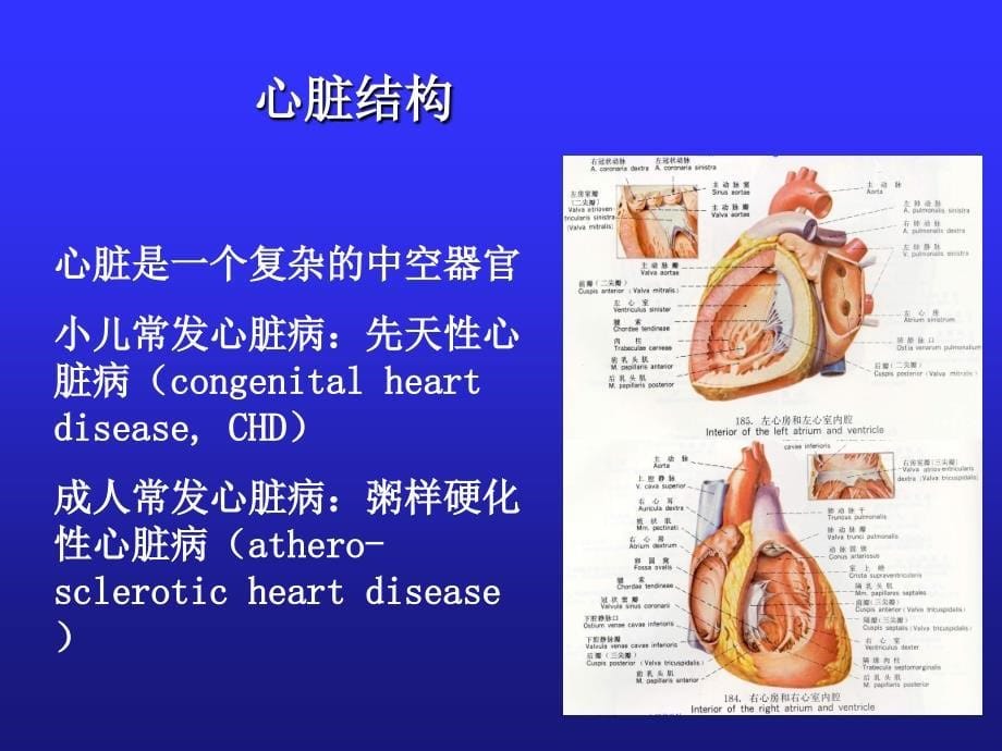 先天性心脏病课件_第5页